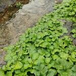 Nasturtium officinale Leaf