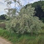 Elaeagnus angustifolia Habitat