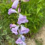 Penstemon cobaea Квітка