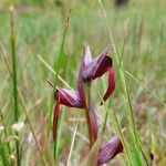 Serapias strictiflora Flower