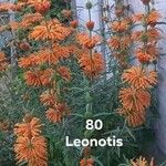 Leonotis leonurusHostoa