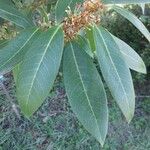 Osmanthus decorus Blatt