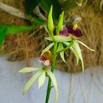 Prosthechea cochleata Fleur