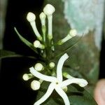 Tabernaemontana corymbosa Flor