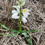 Chlorophytum tuberosum Habit