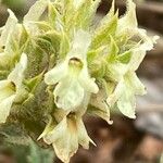 Sideritis fruticulosa Květ
