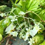 Begonia convolvulacea ফুল