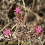 Pistorinia hispanica Habit