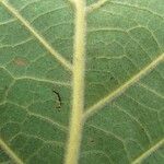 Ocotea sinuata Otro