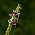 Eremochloa ophiuroides Flor