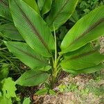 Curcuma zedoaria Folha