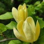 Magnolia acuminata 花