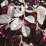 Loropetalum chinense Hostoa