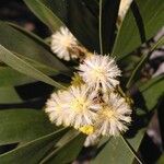 Acacia melanoxylon Flor