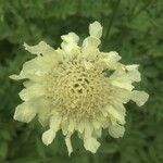 Cephalaria alpina Cvet