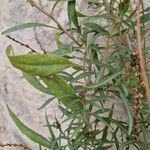 Amaranthus muricatus Leaf