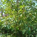 Cinnamomum camphora Alkat (teljes növény)