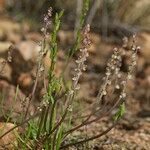 Triglochin laxiflora Habitus