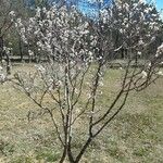 Prunus dulcis Blad