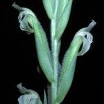 Sarcoglottis acaulis Flor