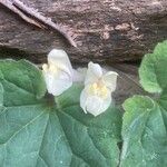 Asarina procumbens Kvet