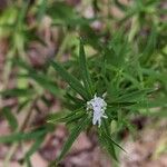 Pycnanthemum tenuifoliumFlower