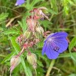 Geranium pratense Λουλούδι