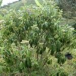 Psychotria succulenta Yeri