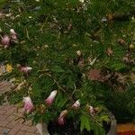 Calliandra surinamensis Habit