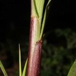 Pennisetum glaucum Casca