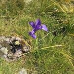 Iris latifolia Flower