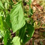 Lantana trifolia Leaf