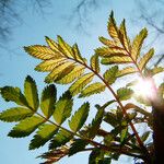 Sorbus aucuparia Blad