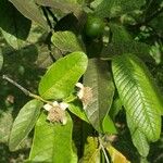 Psidium guajavaപുഷ്പം