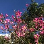 Ceiba speciosa Blomst