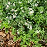 Symphyotrichum lanceolatumFulla