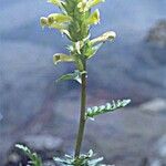 Pedicularis bracteosa 整株植物