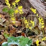 Epimedium pinnatum Habit