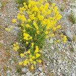 Sisymbrium austriacum Flower