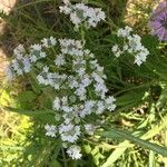 Pycnanthemum virginianum Flor