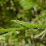 Neslia paniculata 樹皮