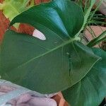 Monstera deliciosa ഇല