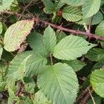 Rubus ulmifolius Feuille
