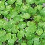 Hydrocotyle ranunculoides Leaf