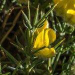 Genista boissieri Fula