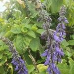 Coleus barbatus Õis