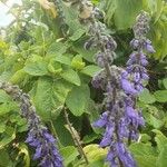 Coleus barbatus Flower