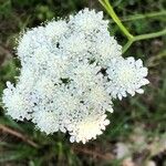 Bunium bulbocastanum Λουλούδι