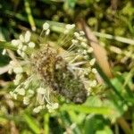 Plantago argentea Fruit