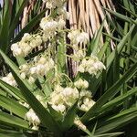 Yucca gigantea Λουλούδι